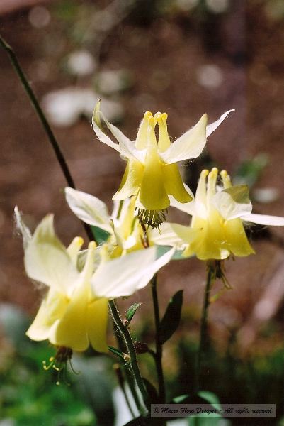 Yellow Columbines 