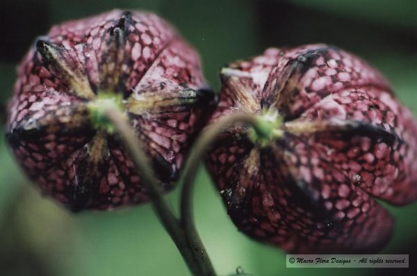 Chocolate lilies
