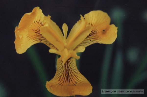 Yellow Iris