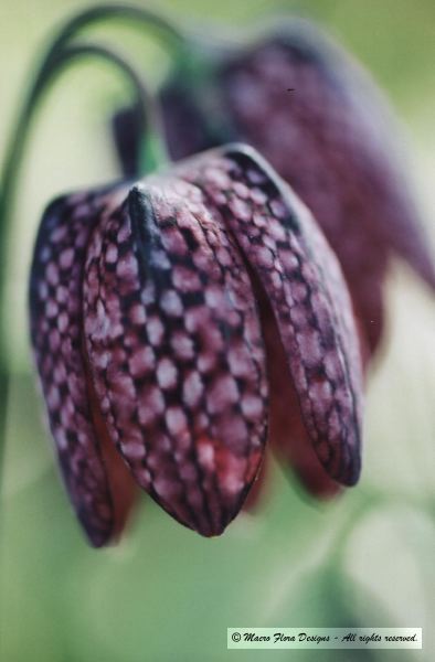 Chocolate Lily