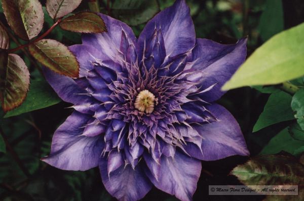 Clematis