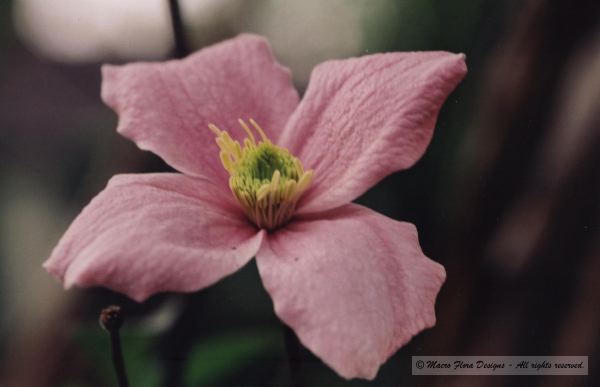 Clematis