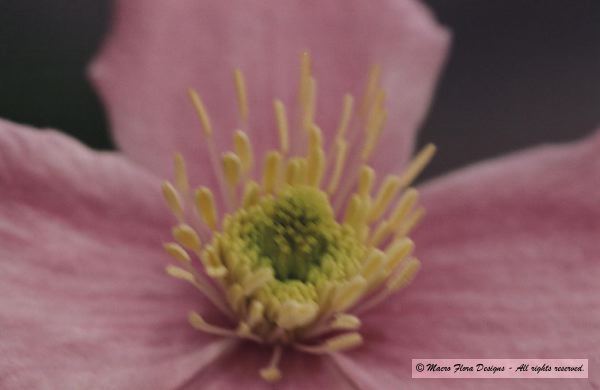 Clematis
