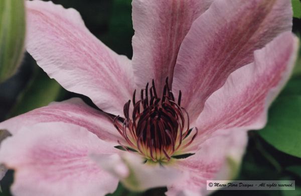Clematis