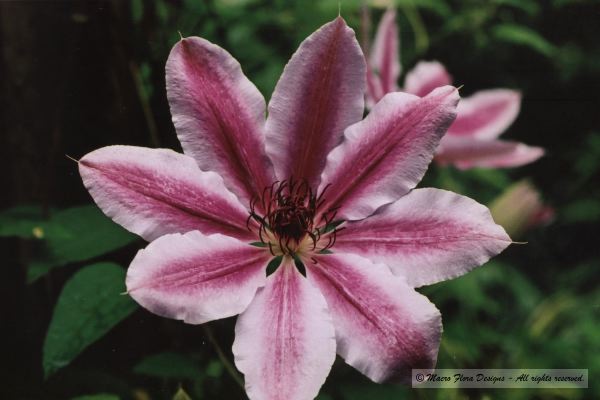 Clematis