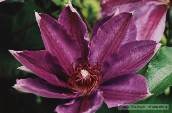 Clematis