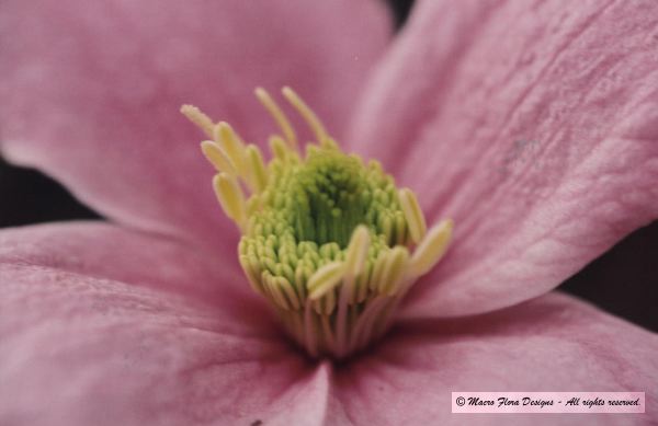Clematis
