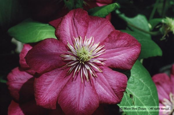 Clematis