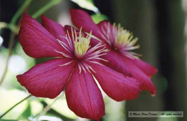 Clematis