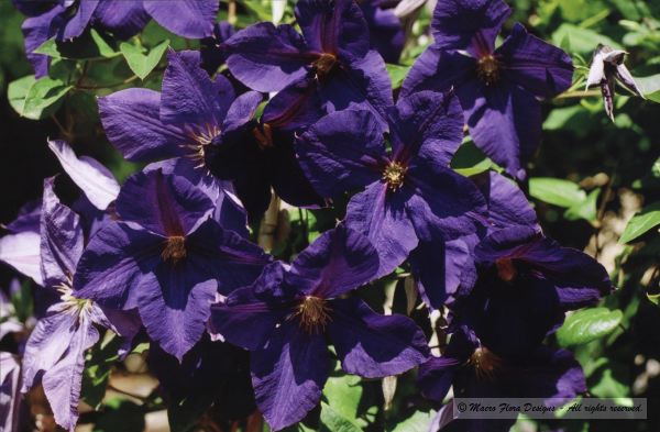 Clematis 