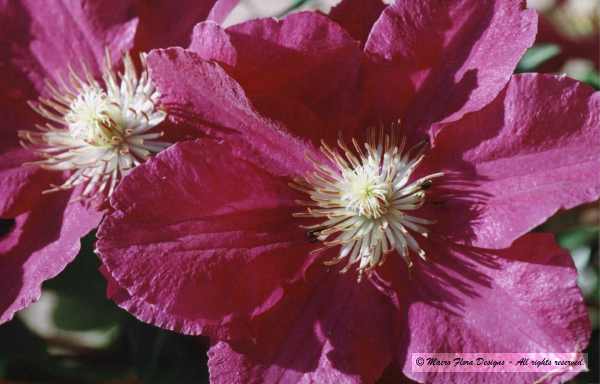 Clematus