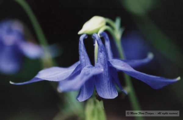 Columbine