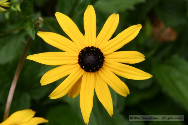 Cone Flower