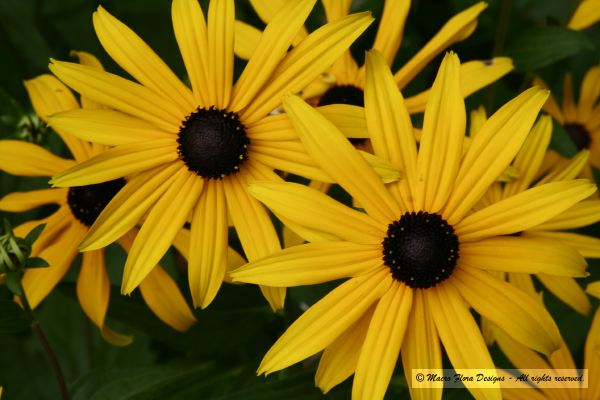 Cone Flowers