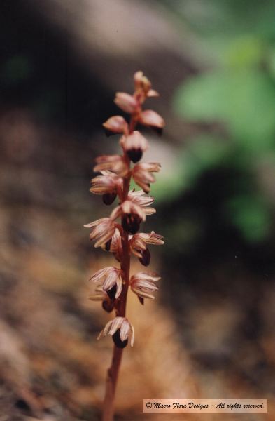 Coral Root