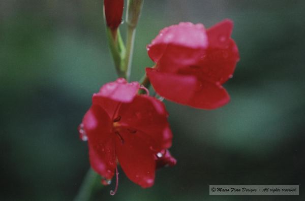 Crimson Flag
