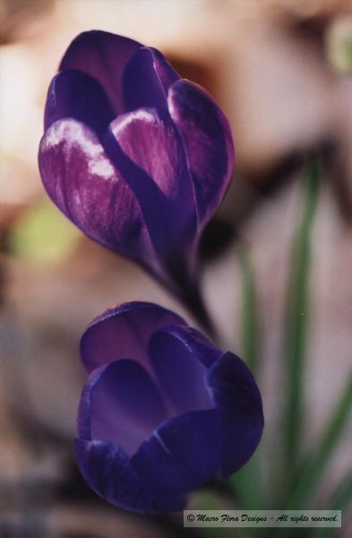 Crocii