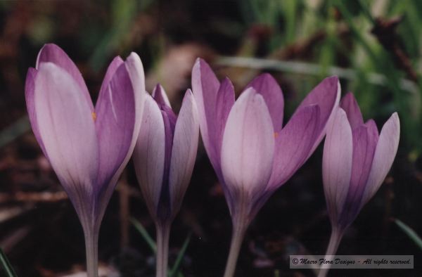 Crocii
