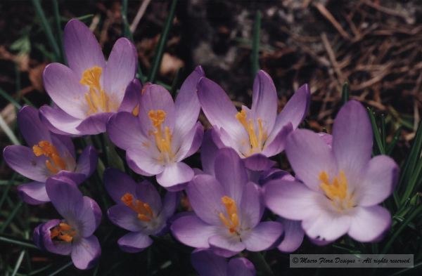 Crocii Bunch