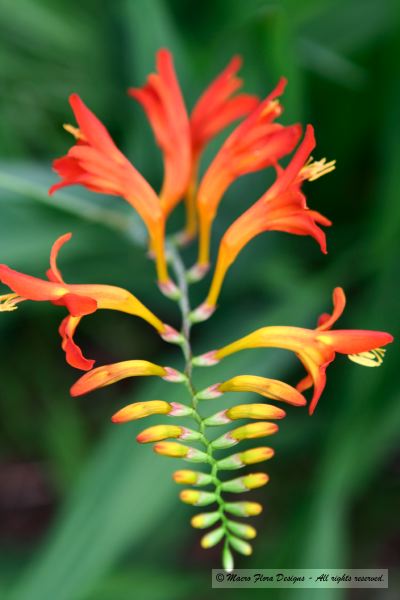 Crocosmia