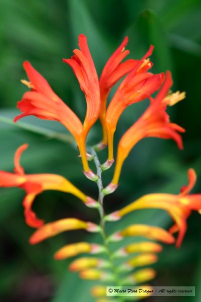 Crocosmia