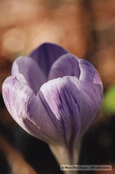Crocus