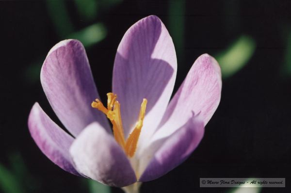 Crocus