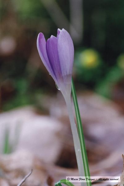 Crocus