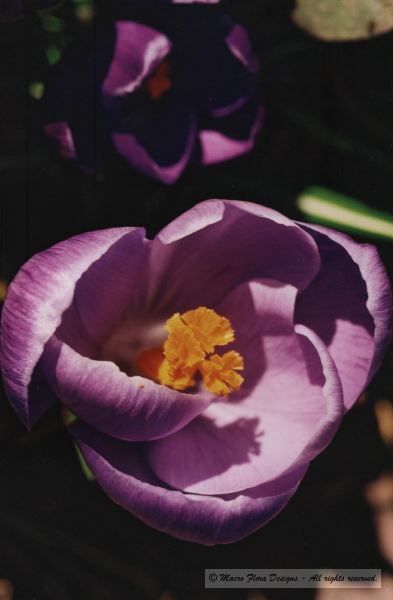Crocus