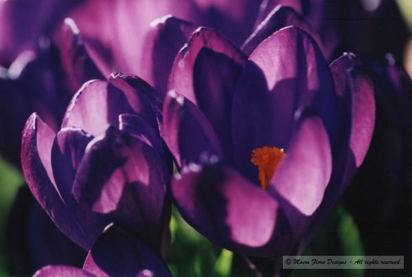 Crocus 