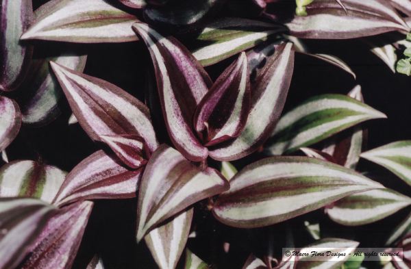 Cryptanthus bivittatus