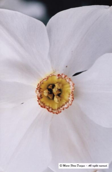 Daffodil