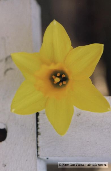 Daffodil 
