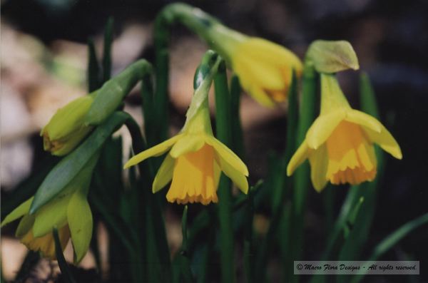 Daffodil minors