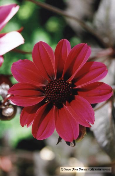 Dahlia