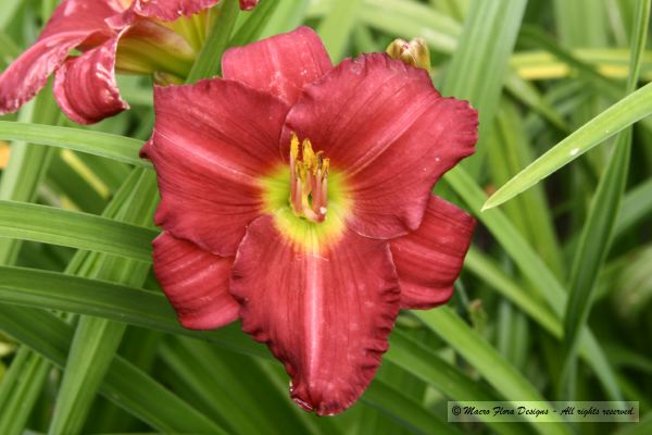 Daylily
