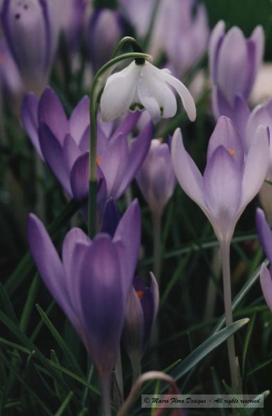 Double Snowdrop