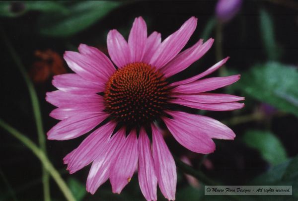 Echinacea 