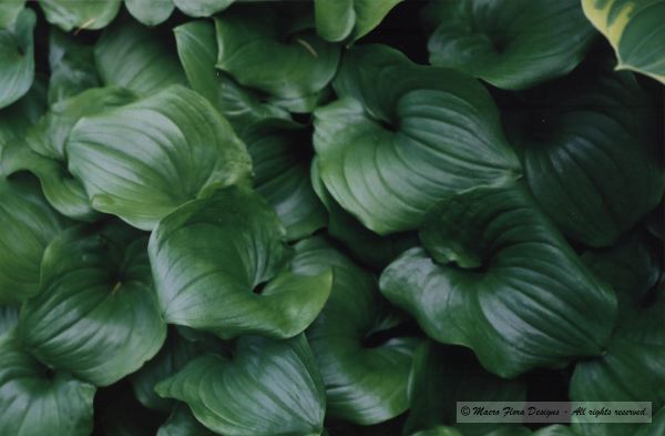 False Lily of the Valley Leaves