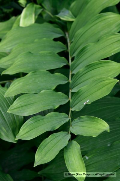 False Solomon Seal