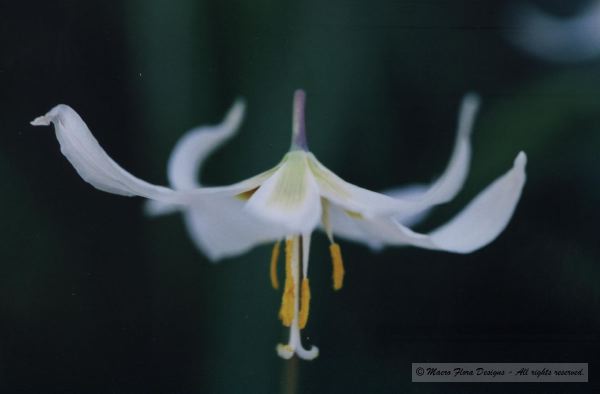 Fawn Lily