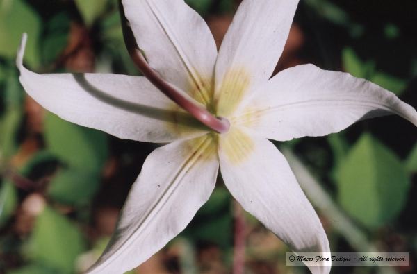 Fawn Lily