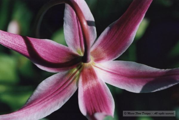 Fawn Lily 
