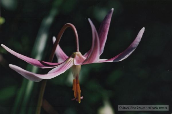 Fawn Lily 
