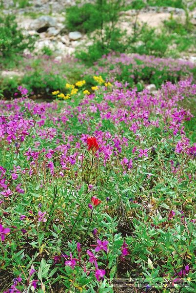 Feild of Fireweed