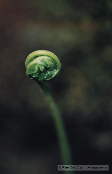 Fiddlehead