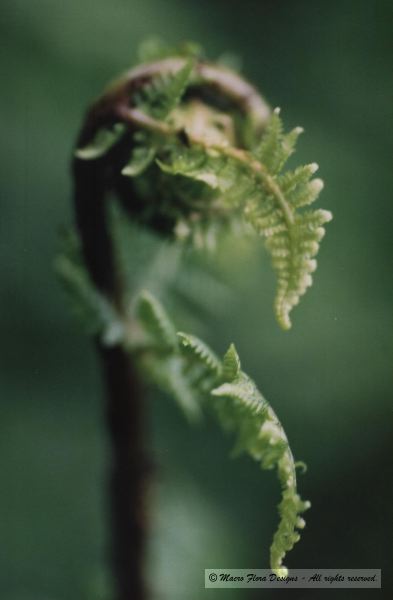 Fiddlehead