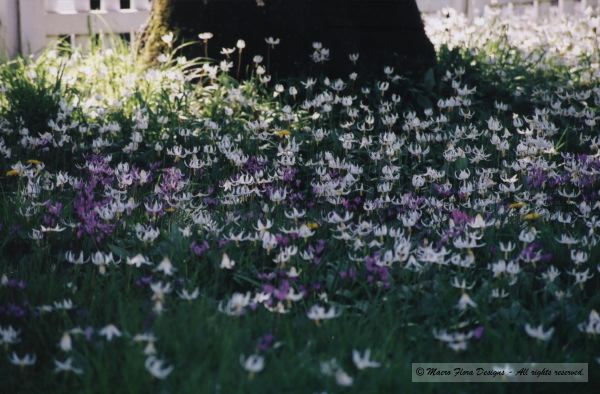 Field of Fawn Lilies