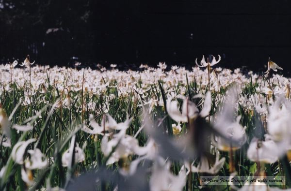 Field of Fawn Lilies