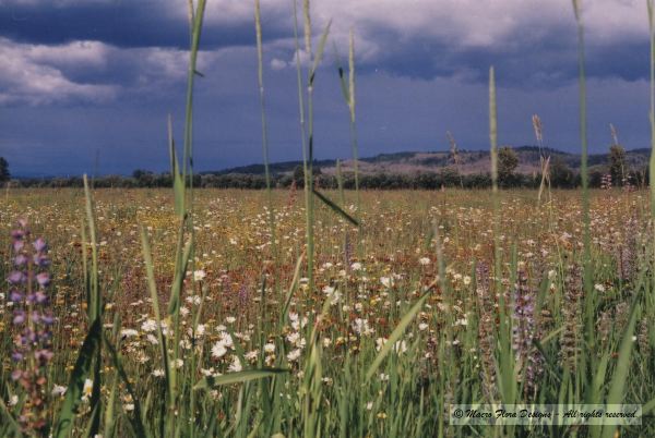 Field of Flowers
